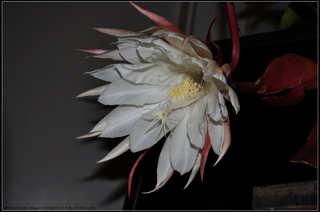 DSC_7073.jpg