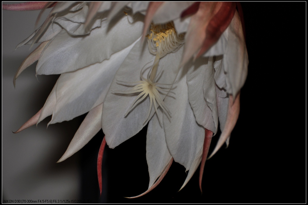 DSC_7063.jpg