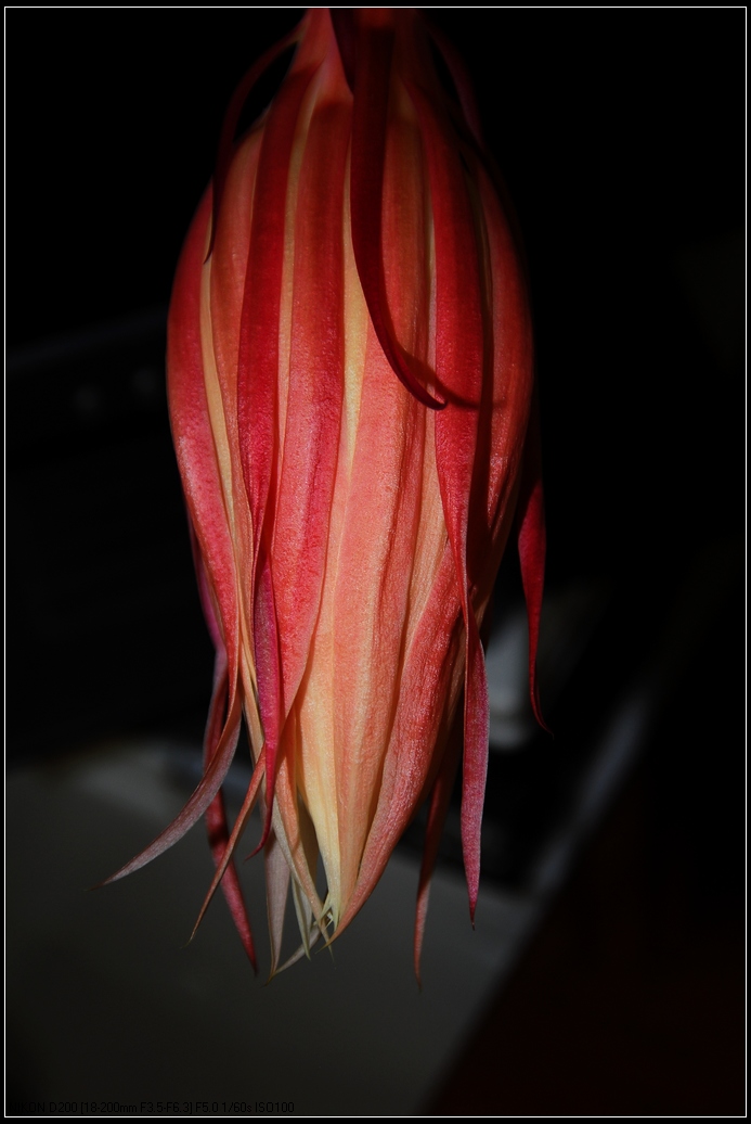 DSC_0313.jpg