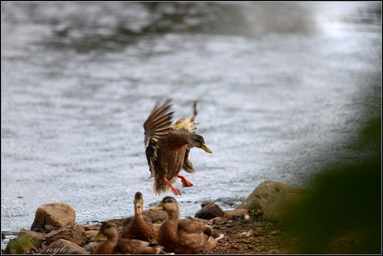 DSC_1172tom.jpg