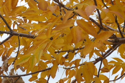 P1060445_dh_dh.JPG