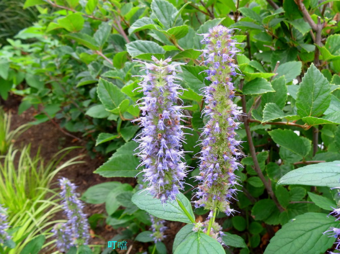 DSC03653_1.JPG