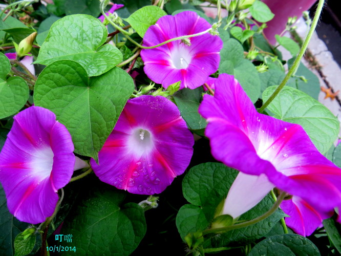 IMG_0243a_1.jpg