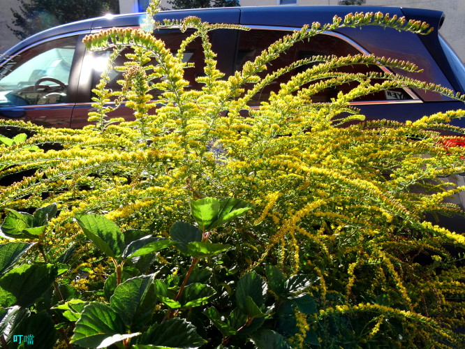 DSC03774a_1.jpg