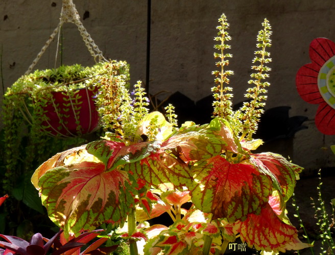 DSC03884a_1.jpg