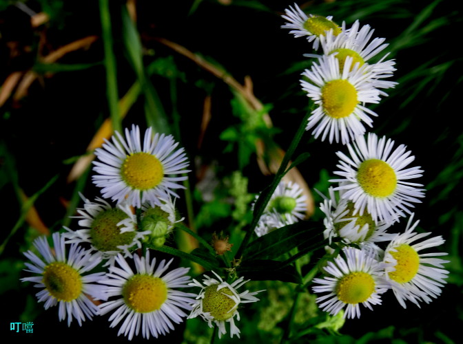 DSC02354a_1.jpg
