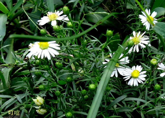 DSC03875a_1.jpg