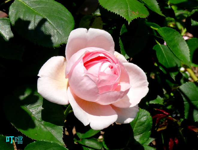 DSC01952a_1.jpg