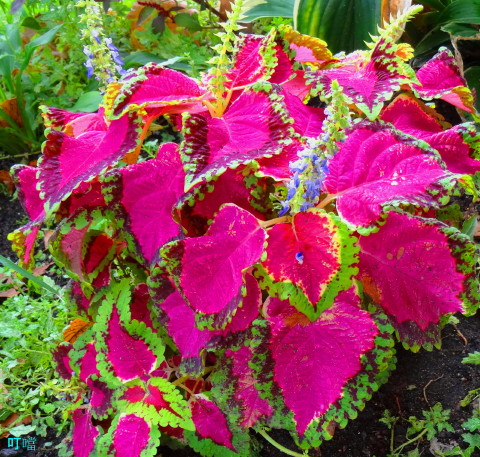 DSC03790b_1.jpg