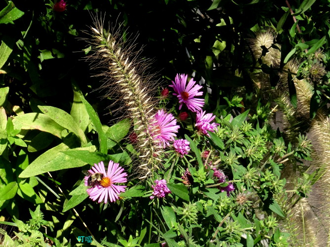 DSC03554a_1.jpg