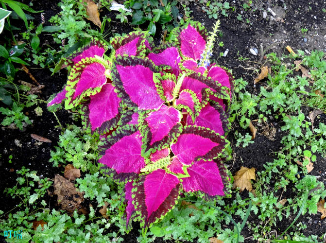 DSC03672_1.JPG