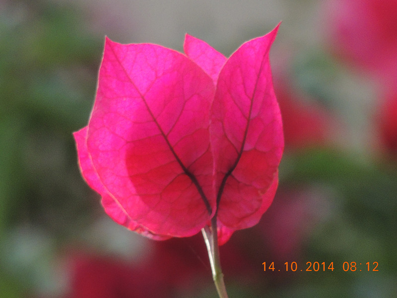 Flowers 2014 2419_.jpg