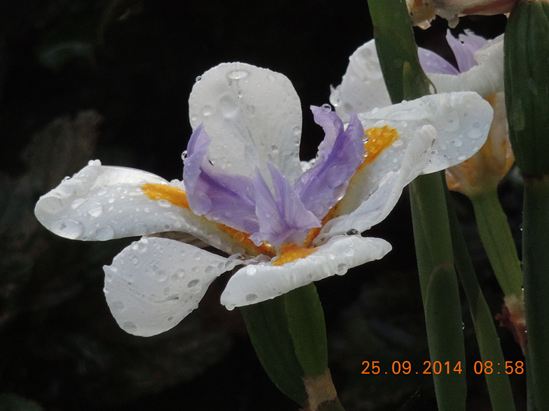 Flowers 2014 2141_.jpg
