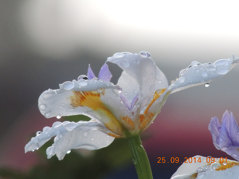 Flowers 2014 2154_.jpg