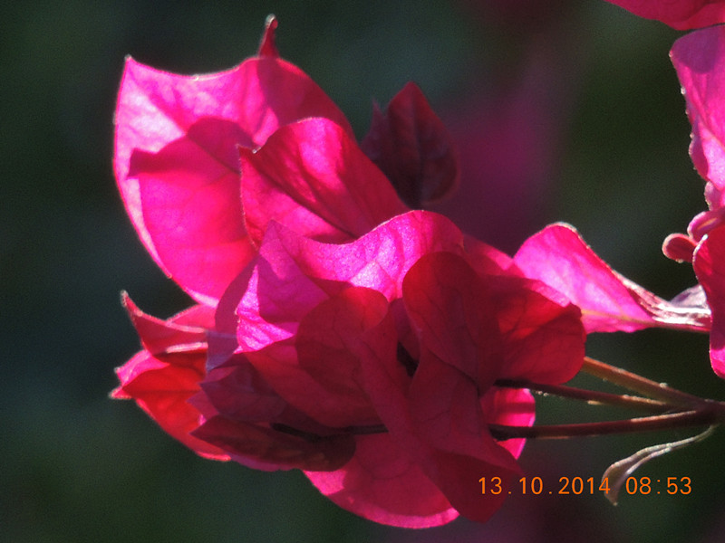 Flowers 2014 2383_.jpg