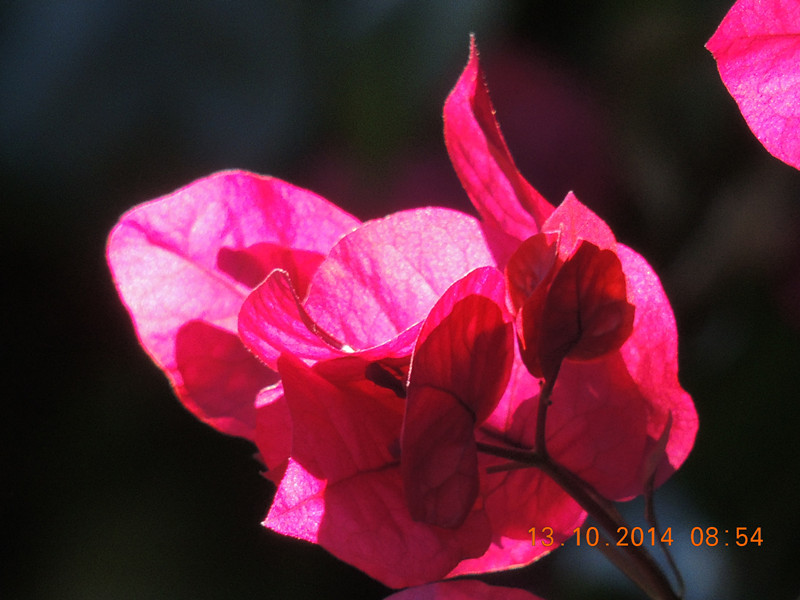 Flowers 2014 2385_.jpg