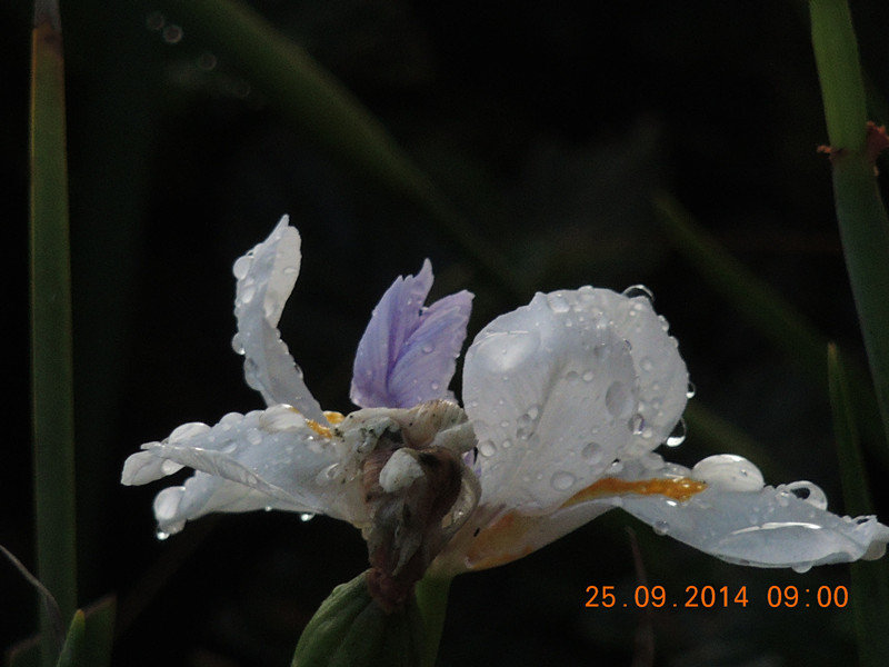 Flowers 2014 2147_.jpg