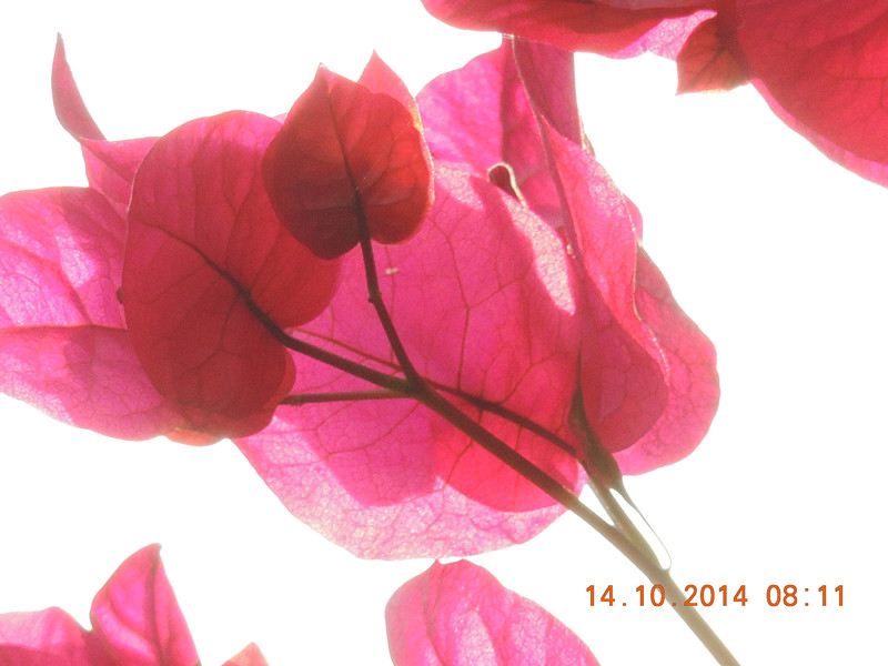 Flowers 2014 2416_.jpg
