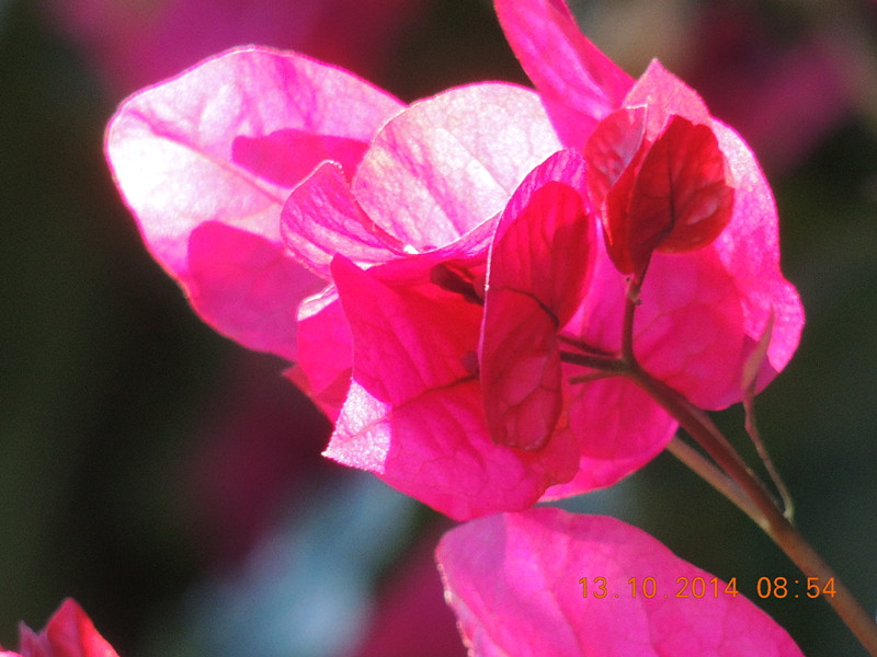 Flowers 2014 2389_.jpg