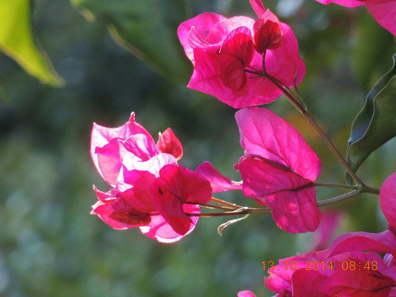 Flowers 2014 2366_.jpg