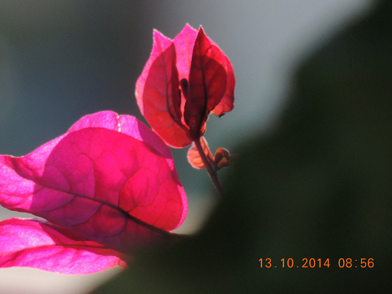 Flowers 2014 2395_.jpg