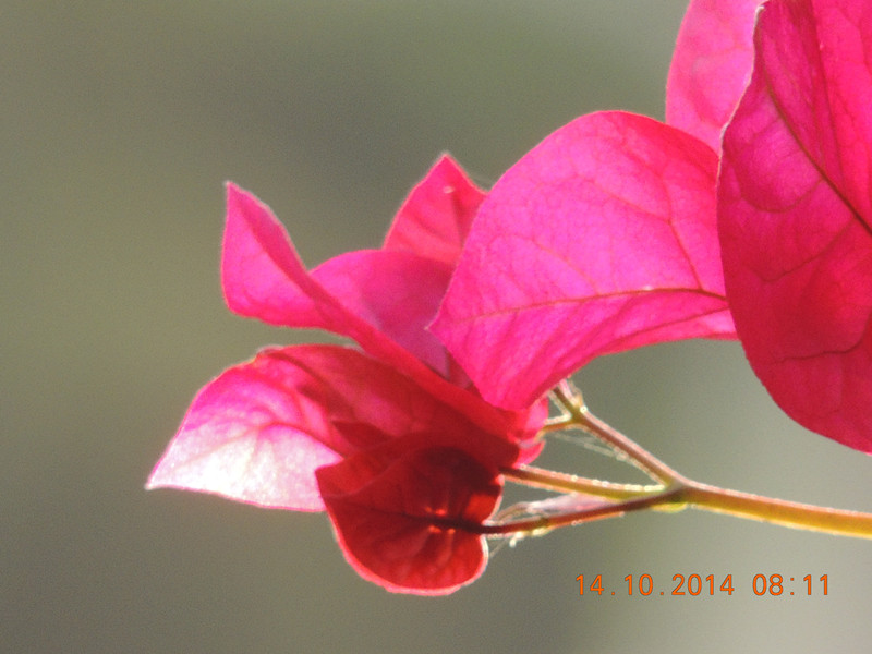 Flowers 2014 2413_.jpg