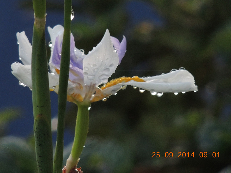 Flowers 2014 2157_.jpg