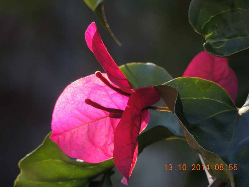 Flowers 2014 2392_.jpg