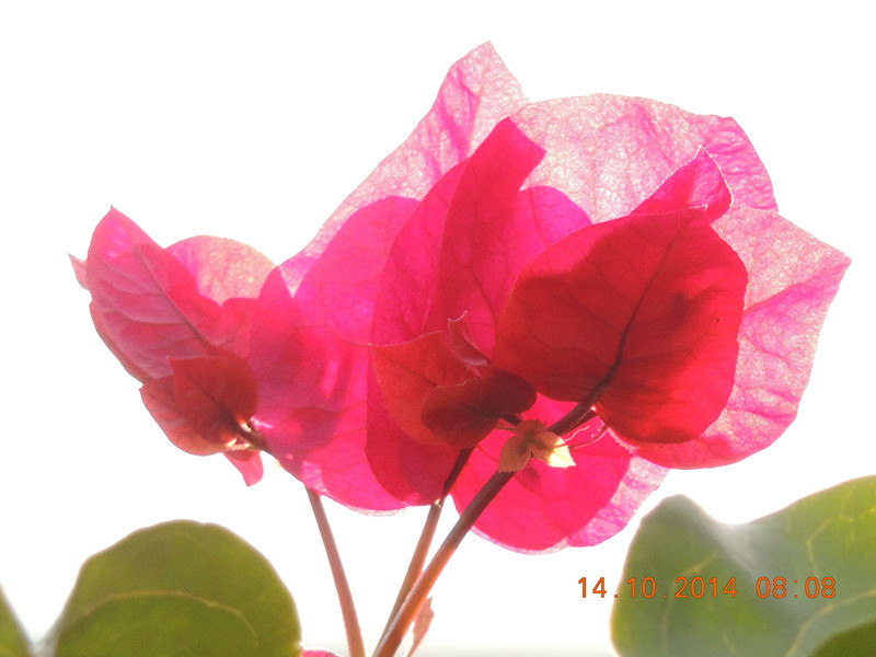 Flowers 2014 2404_.jpg