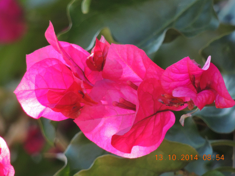 Flowers 2014 2386_.jpg