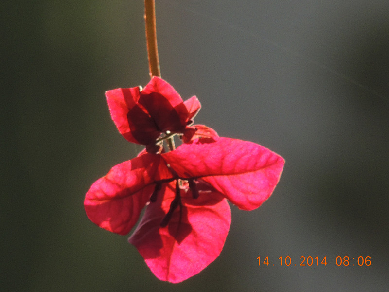 Flowers 2014 2400_.jpg