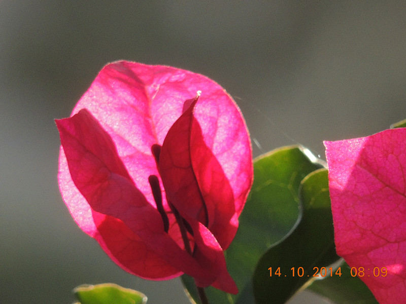 Flowers 2014 2409_.jpg