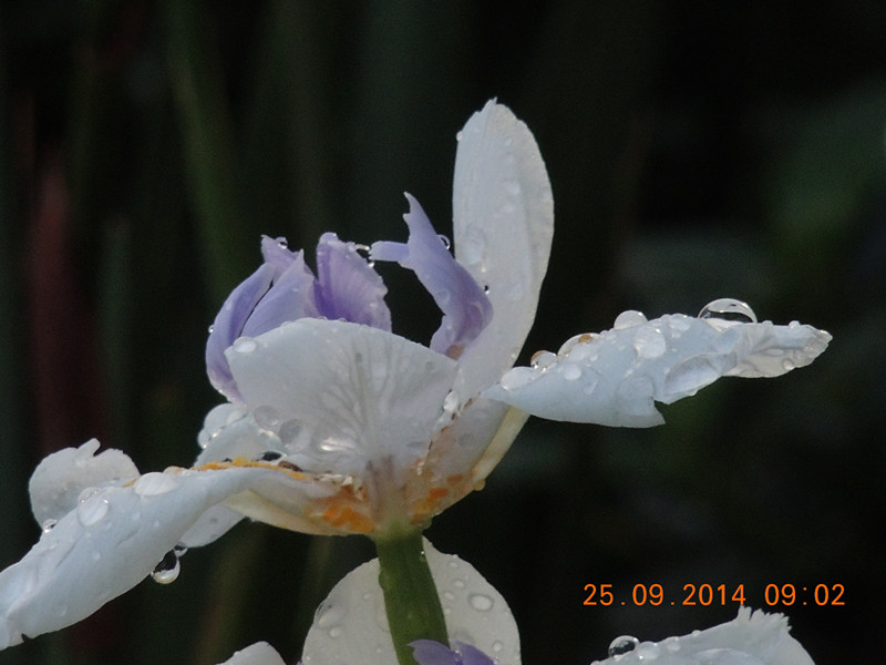 Flowers 2014 2159_.jpg