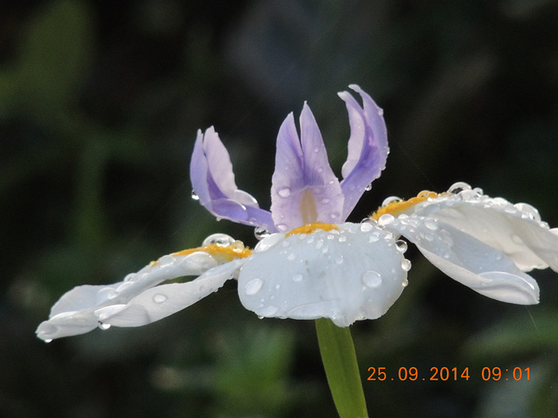 Flowers 2014 2153_.jpg