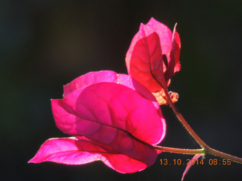 Flowers 2014 2391_.jpg