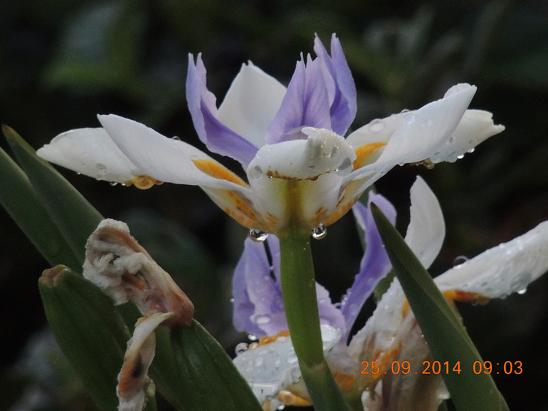 Flowers 2014 2164_.jpg