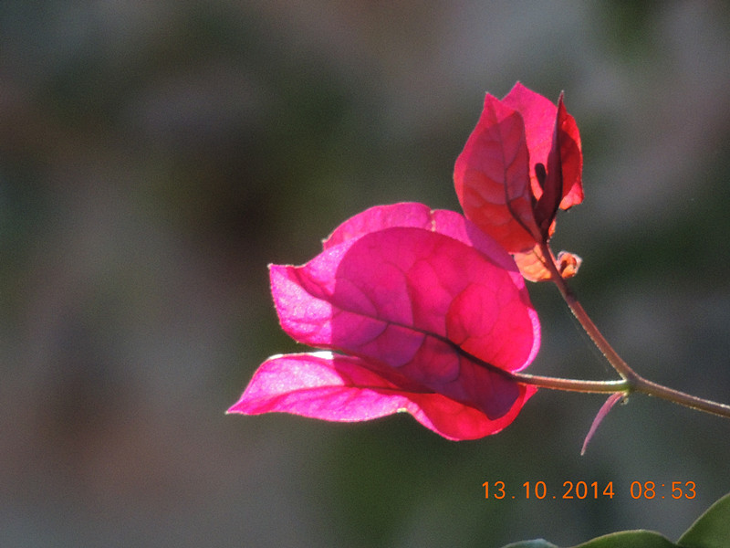 Flowers 2014 2384_.jpg