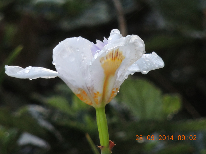 Flowers 2014 2161_.jpg