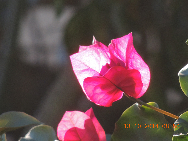 Flowers 2014 2371_.jpg