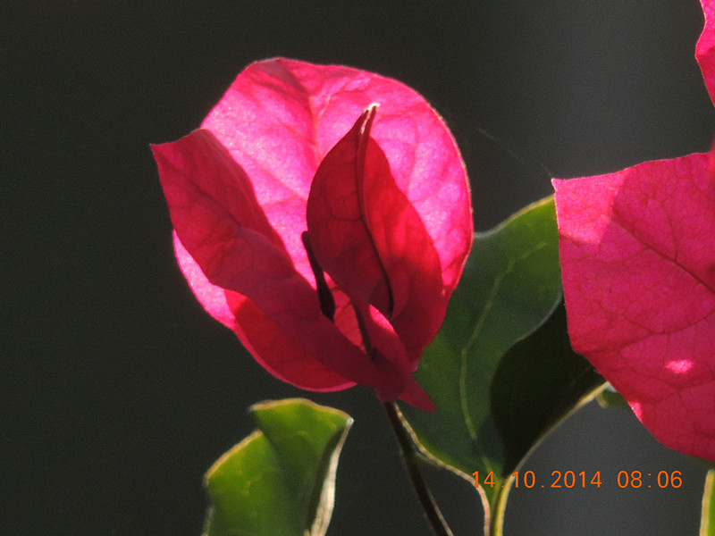 Flowers 2014 2401_.jpg