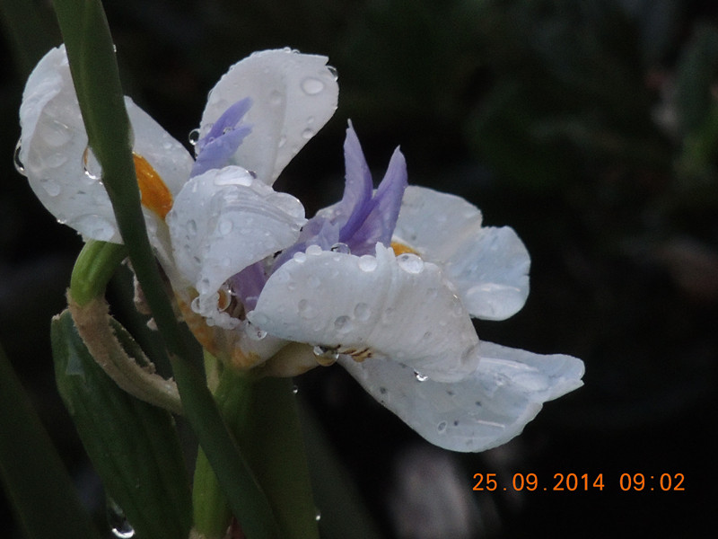 Flowers 2014 2162_.jpg