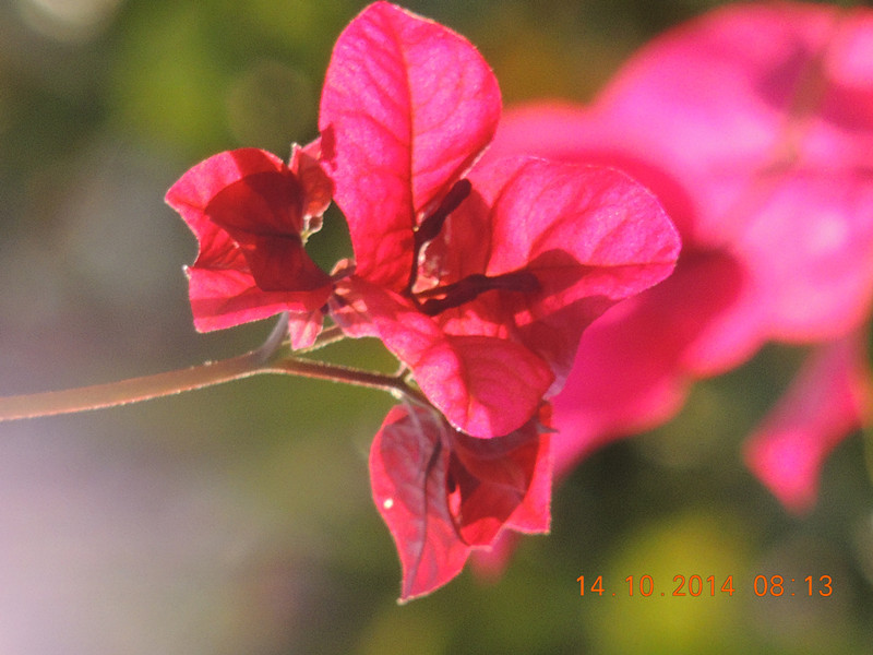 Flowers 2014 2429_.jpg
