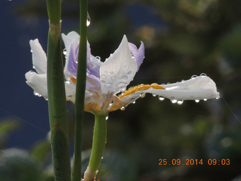 Flowers 2014 2166_.jpg