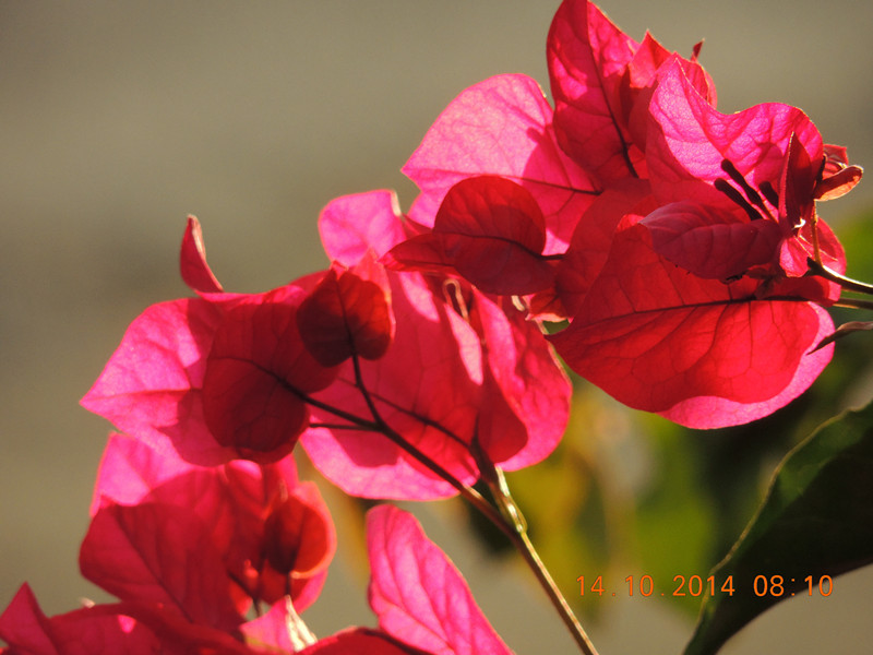 Flowers 2014 2412_.jpg