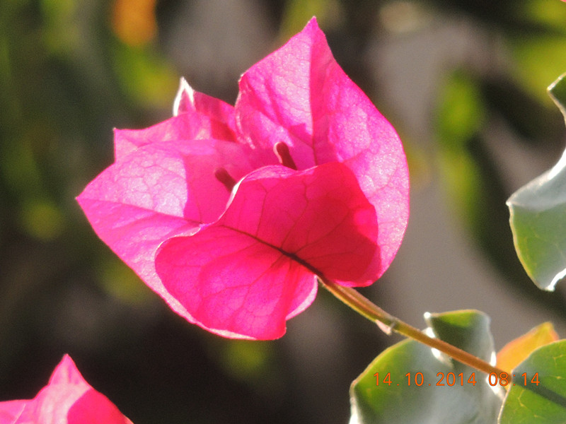 Flowers 2014 2431_.jpg