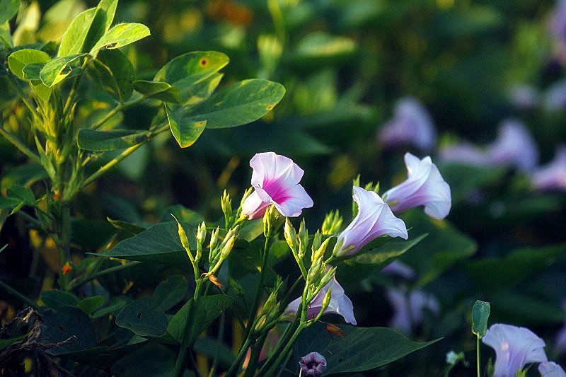_MG_90242014--8-8-1_.jpg