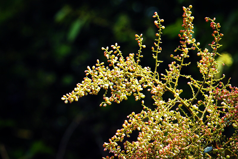 _MG_82462014--8-8-1_.jpg