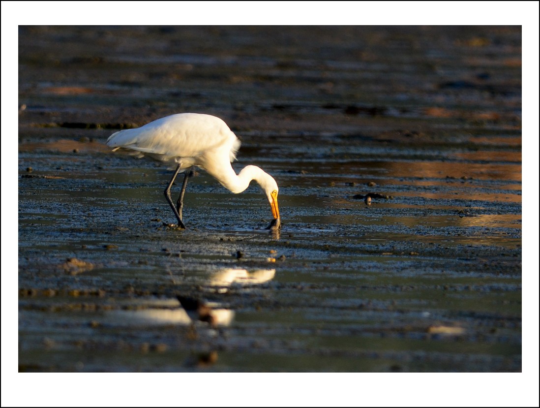 DSC_8251_conew1.jpg