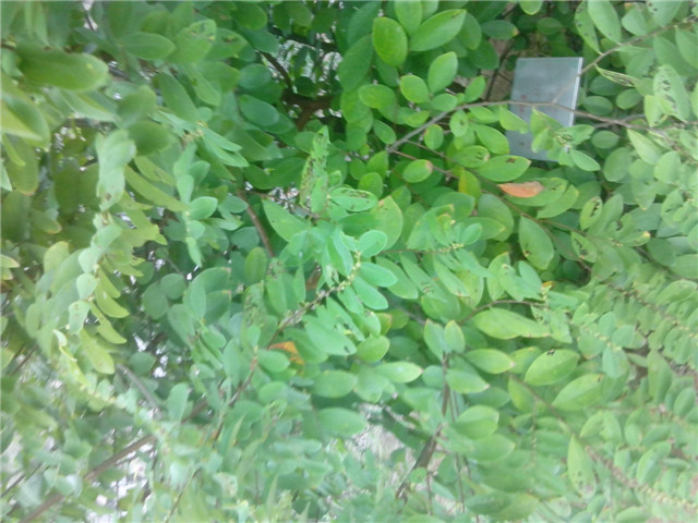 IMG_20140929_174258.jpg