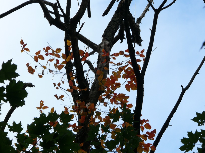 L1730247.JPG